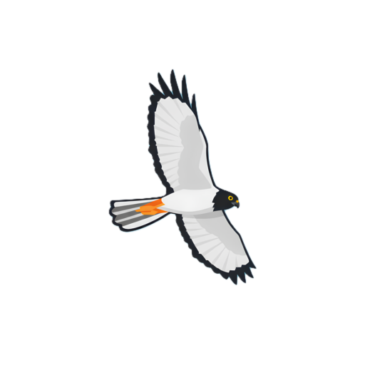 Rundex - logo Papangue